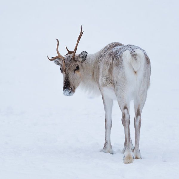 Reindeer in snow by Denis Feiner