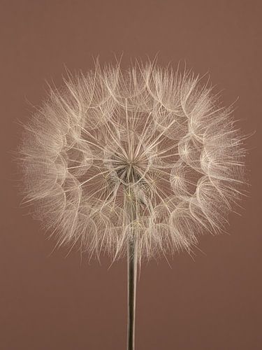 La simplicité peut être si simple : Mousse Moccha avec un Tragopogon beige clair