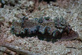 Escargot de mer @ komodo, description sur Travel Tips and Stories