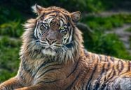 Sumatra-Tiger von Marcel van Balken Miniaturansicht