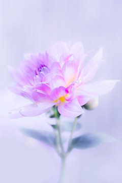 dahlia sur eric brouwer