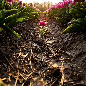 'Dare to be different.' Hollandse tulpen in Nederland. Bollenstreek in Flevoland tijdens zonsonderga van Jolien Kramer