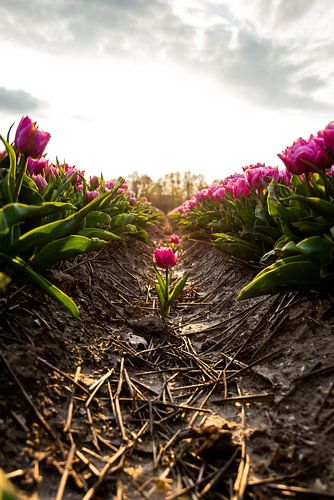 'Dare to be different.' Hollandse tulpen in Nederland. Bollenstreek in Flevoland tijdens zonsonderga