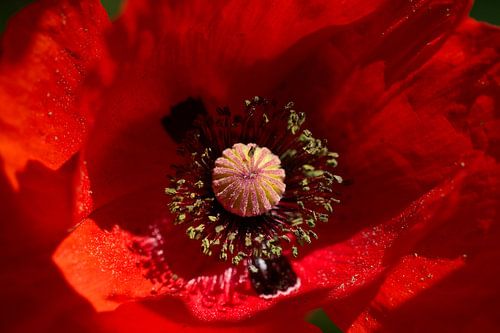Beautiful core of a bright red poppy