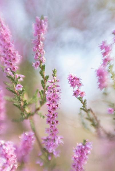 Heather in bloom by D. Henriquez