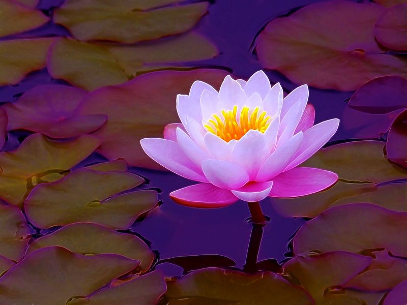 Pink Water Lily by Caroline Lichthart