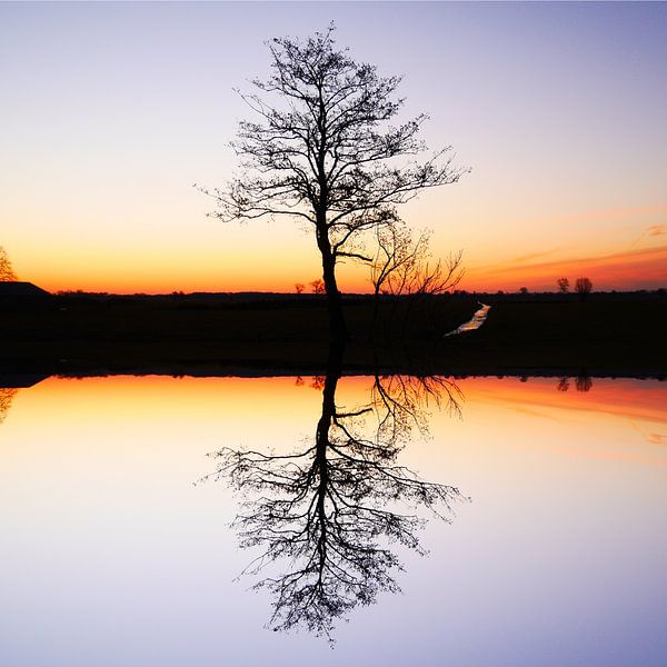 Solitair tree by Harold Kikkert