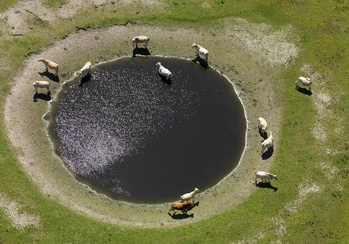 Drinkput op de Veermansplaat in het Grevelingenmeer met vee