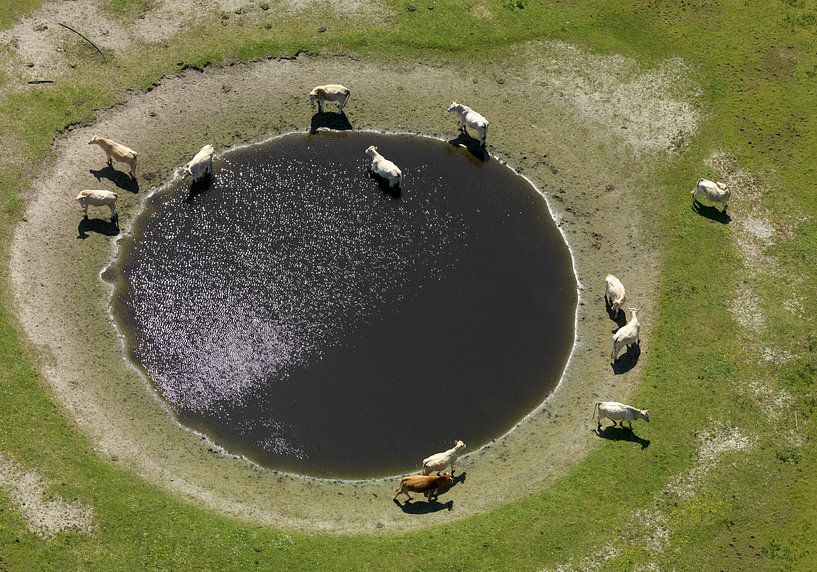 Drinkput op de Veermansplaat in het Grevelingenmeer met vee van Sky Pictures Fotografie