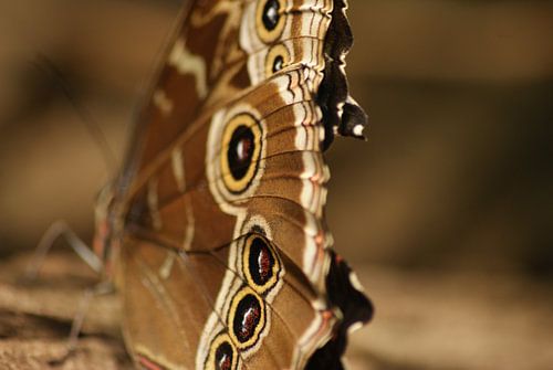 Butterfly by Robbert van der Kolk