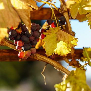Ripe grapes in late autumn