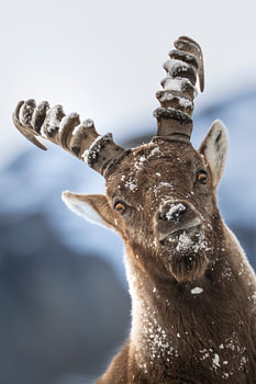 Steinbock im Schnee