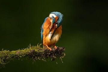 Eisvogel von Van Karin Fotografie