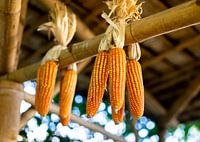 Fresh Sweet Golden Corn