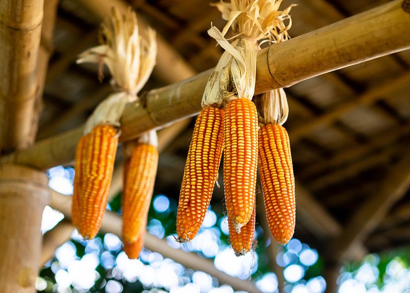 Fresh Sweet Golden Corn van Urban Photo Lab