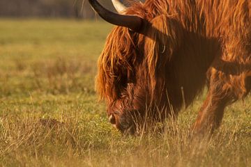 Stilte in de Ochtendzon van Quirina Kamoen