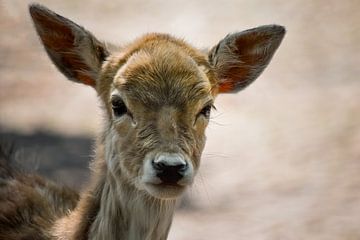 Portrait of a deer by Nicolette Vermeulen