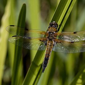 The four-spot is a true dragonfly from the cornflower family by W J Kok