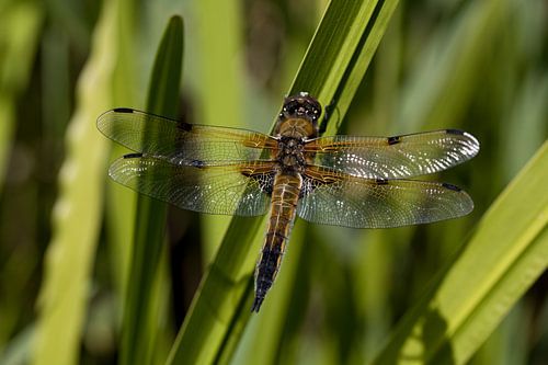 The four-spot is a true dragonfly from the cornflower family