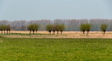 Pollard saules sur Ingrid Aanen