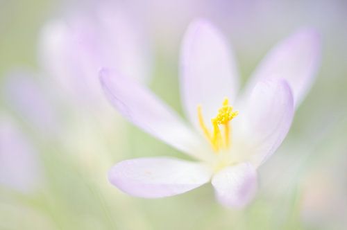 Crocus blossom - The harbingers of spring