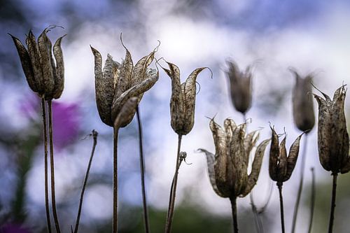 Verblühte Akelei im Gegenlicht