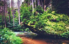 Krokodil Schilkröten Felsen am Bach in Bad Schandau von Jakob Baranowski - Photography - Video - Photoshop