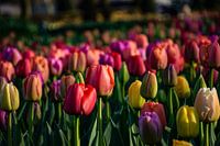 Tulips Keukenhof