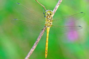Heide libelle