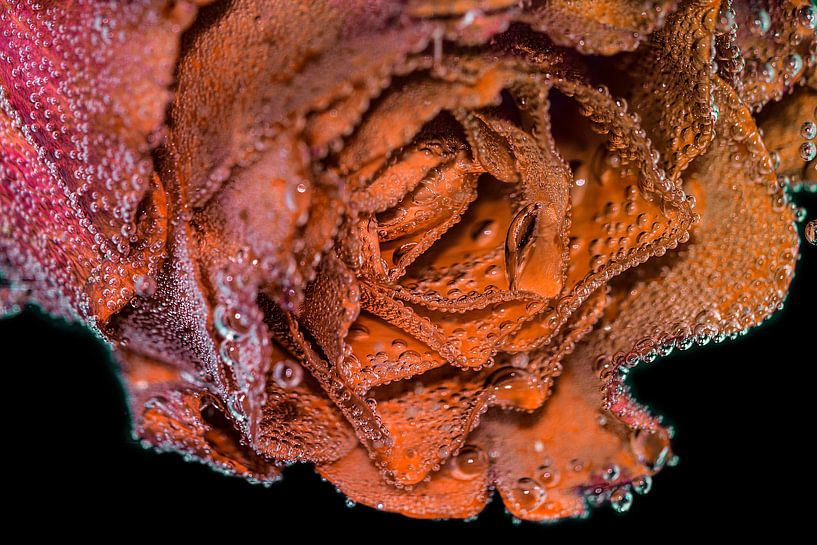 Oranje en zacht roze roos van Bernardine de Laat
