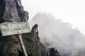 Aap op de top van de Gunung Batur (Vulkaan) in Bali van Sidney van den Boogaard