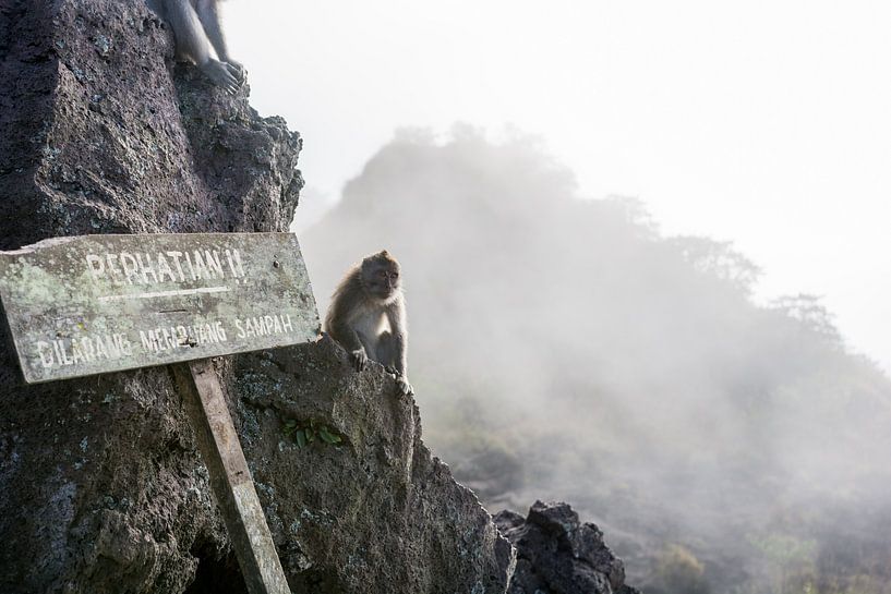 Singe au sommet du Gunung Batur (volcan) à Bali par Sidney van den Boogaard