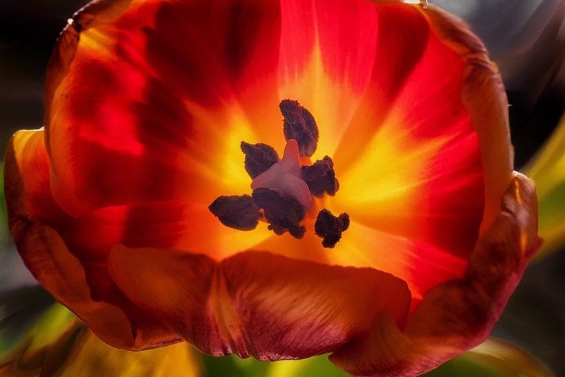 Tulp 05 van Hans Heemsbergen