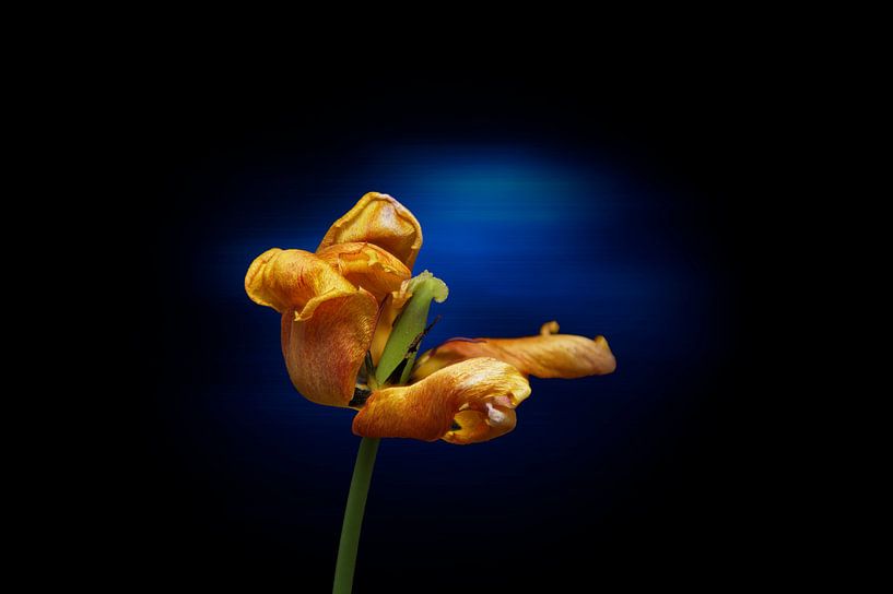 Gelbe Tulpe am Ende ihrer Blüte von Ribbi