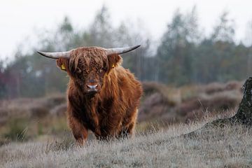 Schotse hooglander van Daniëlle Kuijpers