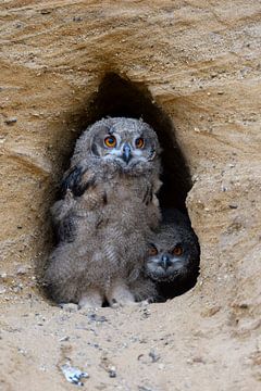 Europaeische Uhus ( Bubo bubo ), Jungvögel an ihrer Bruthöhle von wunderbare Erde