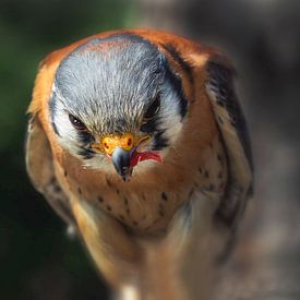 Roofvogels de Amerikaanse  torenvalk van Loek Lobel