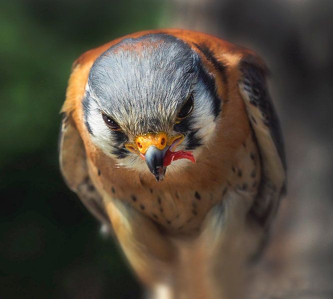 Oiseaux de proie : la crécerelle d'Amérique par Loek Lobel