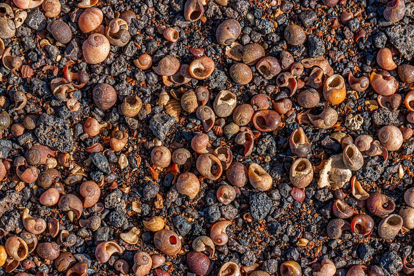 Muscheln, Schneckenhäuser von Thomas Heitz