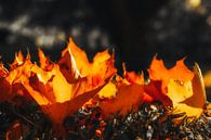 Herbstflammen von Dagmar Marina Miniaturansicht