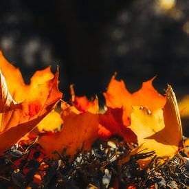 autumn flames by Dagmar Marina