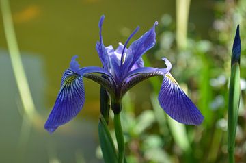 Blauwe iris Sibirica van Ingrid Bargeman