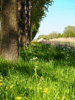 Trees along the Noordervaart