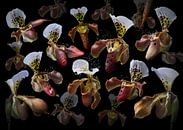 Orchidea ocarina van Olaf Bruhn thumbnail