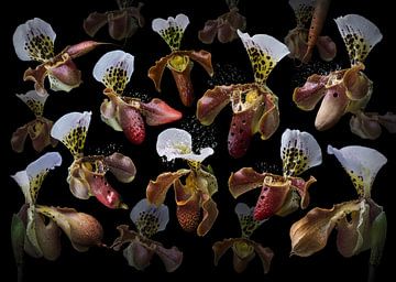 Orchidea ocarina van Olaf Bruhn