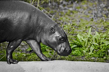 Cool hippopotame noir et blanc décoloré marche sur un fond d'herbe vert vif sur Michael Semenov