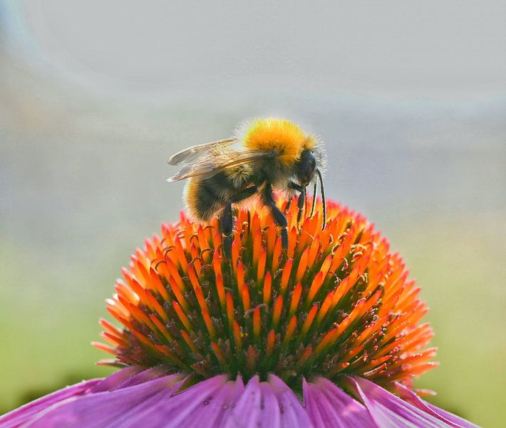 Bumblebees by Mark Bos