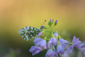 Schmetterling orange in der Morgensonne