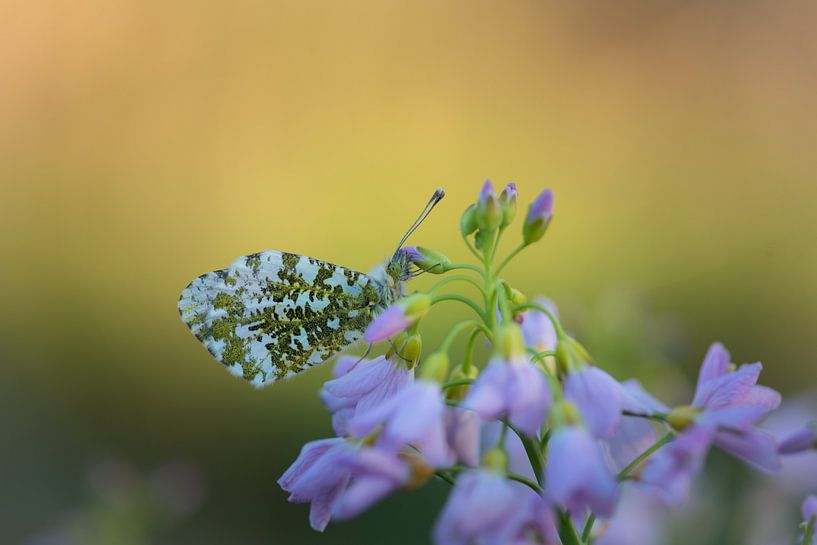 butterfly orange in the morning sun by Susan van Etten