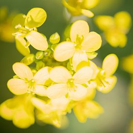 Rapeseed in bloom by Rene van Heerdt